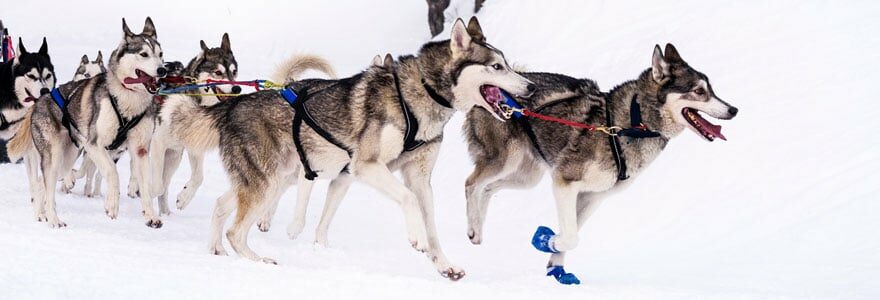 Mushing